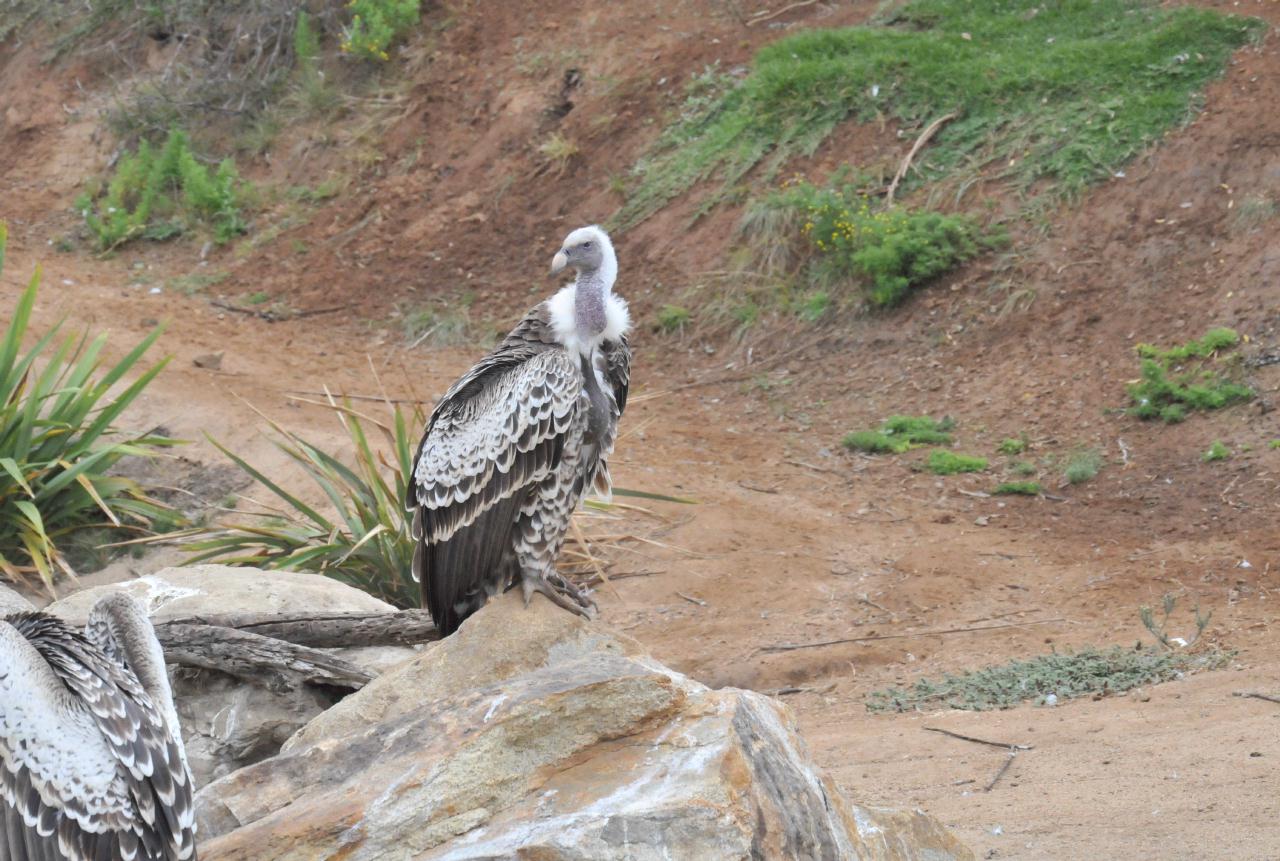 ./Wild_Animal_Park_Tour_20101015_111044_TNT_9935.jpg