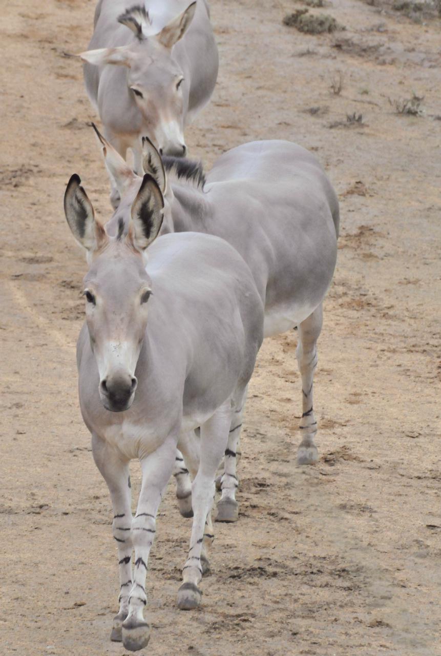 ./Wild_Animal_Park_Tour_20101015_111455_TNT_9952.jpg