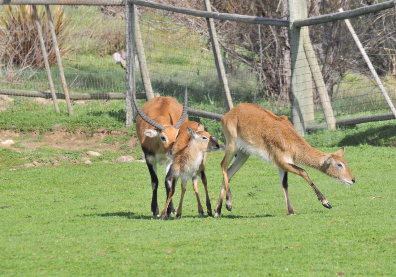 ./FaunaSafariWest20090221_10_100242_4598TNT.jpg