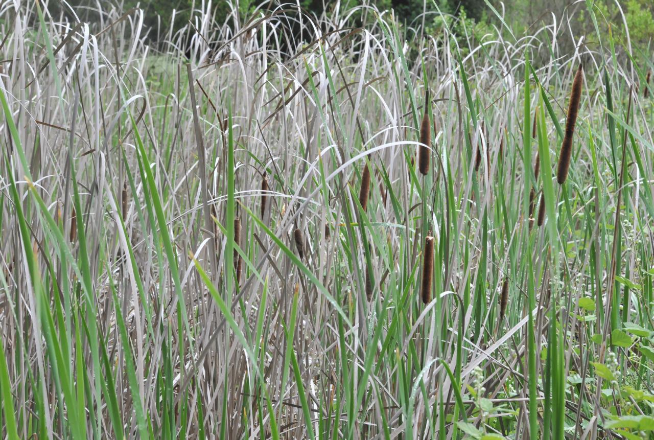 ./Tilden_Park_Nature_Area_20100518_105048_4717BCX.jpg