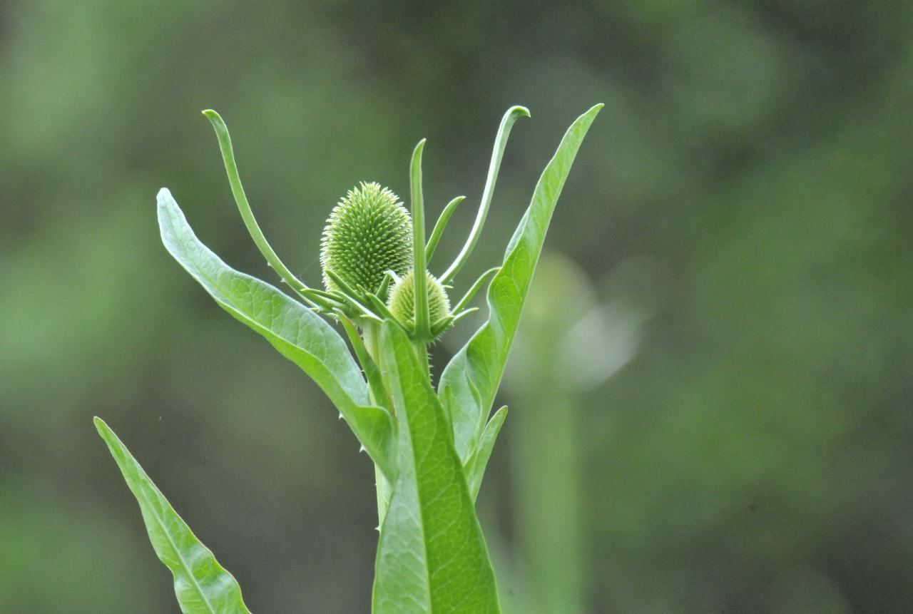 ./Tilden_Park_Nature_Area_20100518_105110_8257TNT.jpg