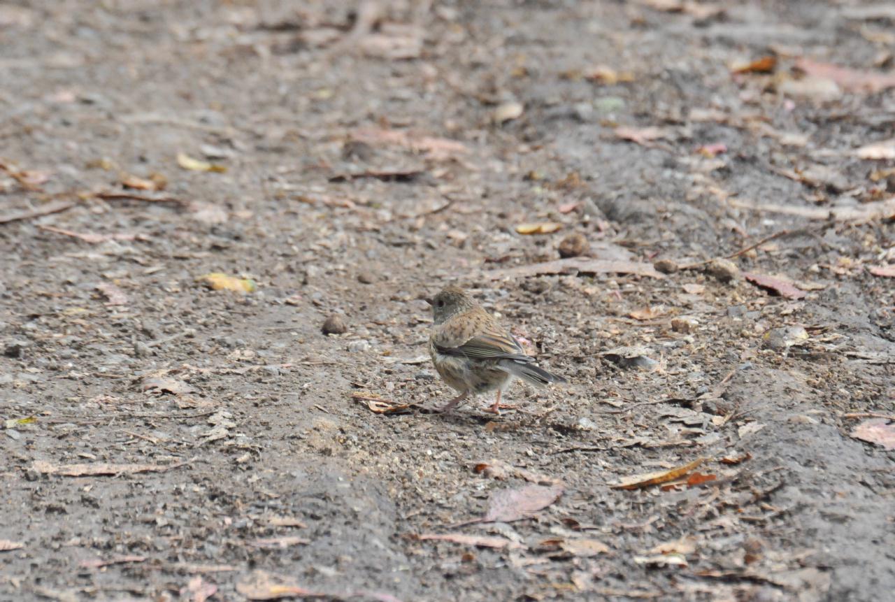 ./Tilden_Park_Nature_Area_20100518_114620_8287TNT.jpg