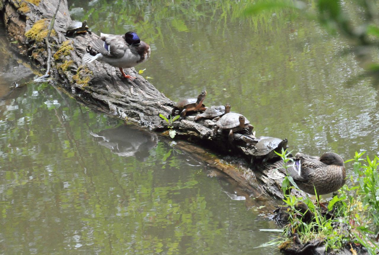 ./Tilden_Park_Nature_Area_20100518_114858_8299TNT.jpg