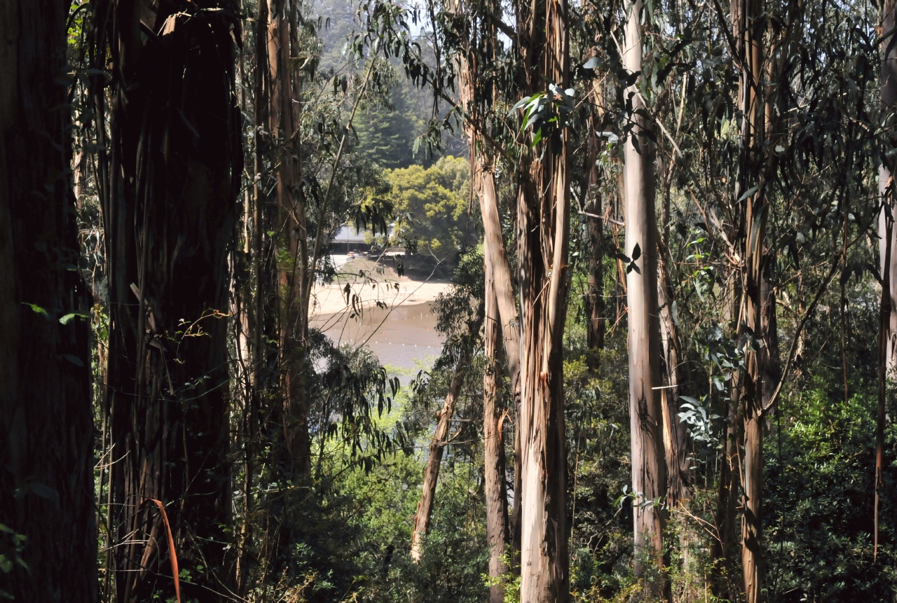 ./Lake_Anza_Oakland_20120415_133814_B12_3781.jpg