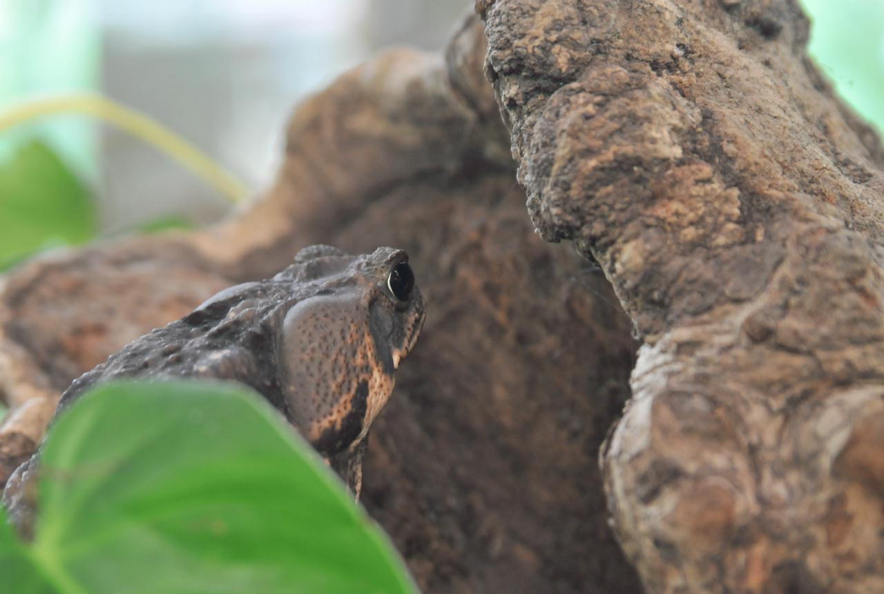 ./ReptileAmphibianMuseumMonteverdeCostaRica20080915_02_4696BCX.jpg