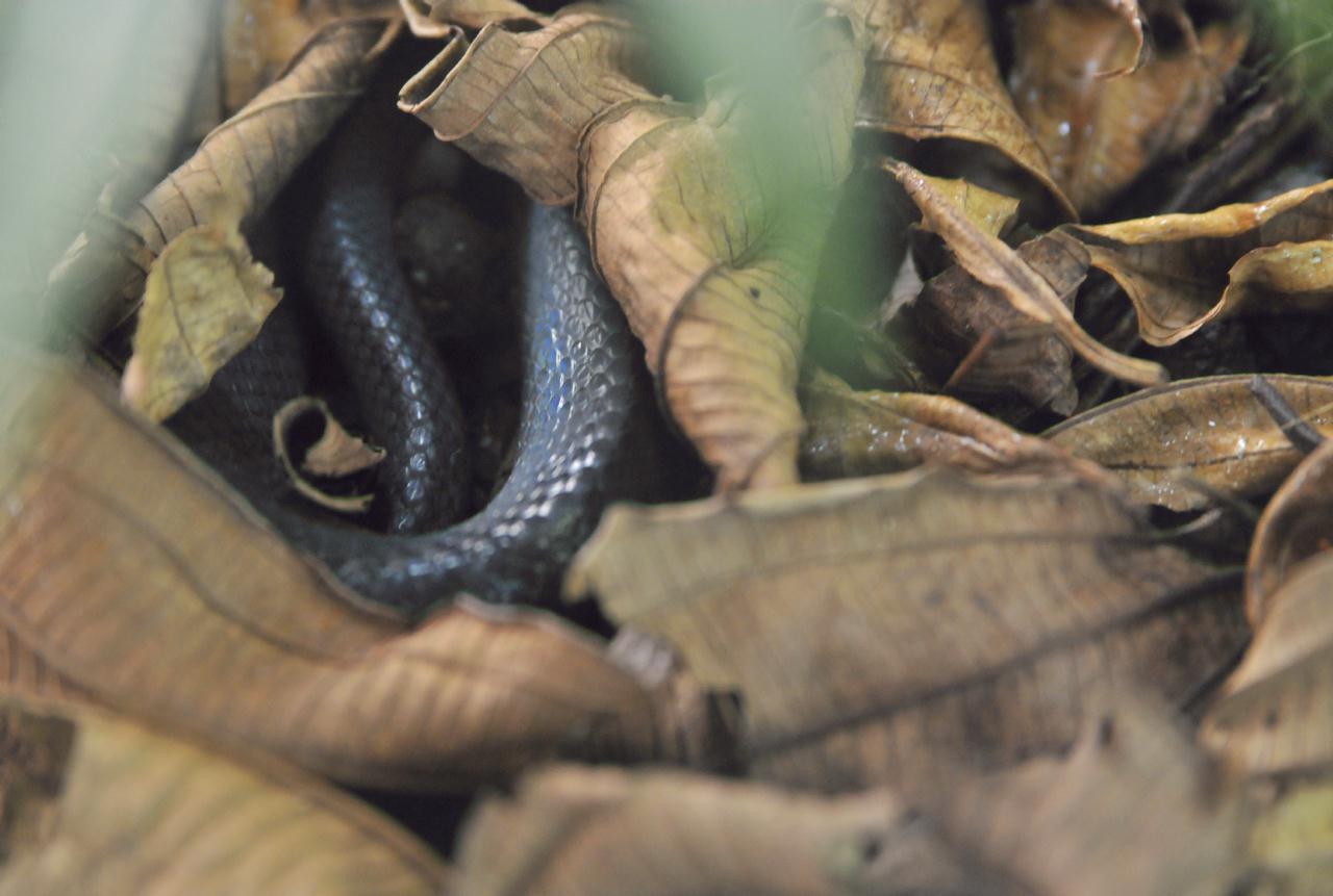 ./ReptileAmphibianMuseumMonteverdeCostaRica20080915_06_4702BCX.jpg