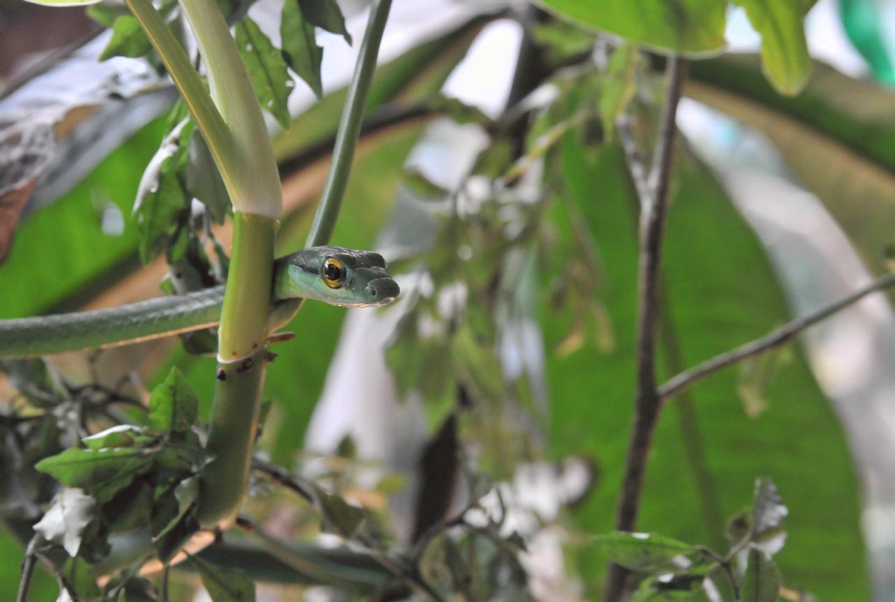 ./ReptileAmphibianMuseumMonteverdeCostaRica20080915_12_4714BCX.jpg