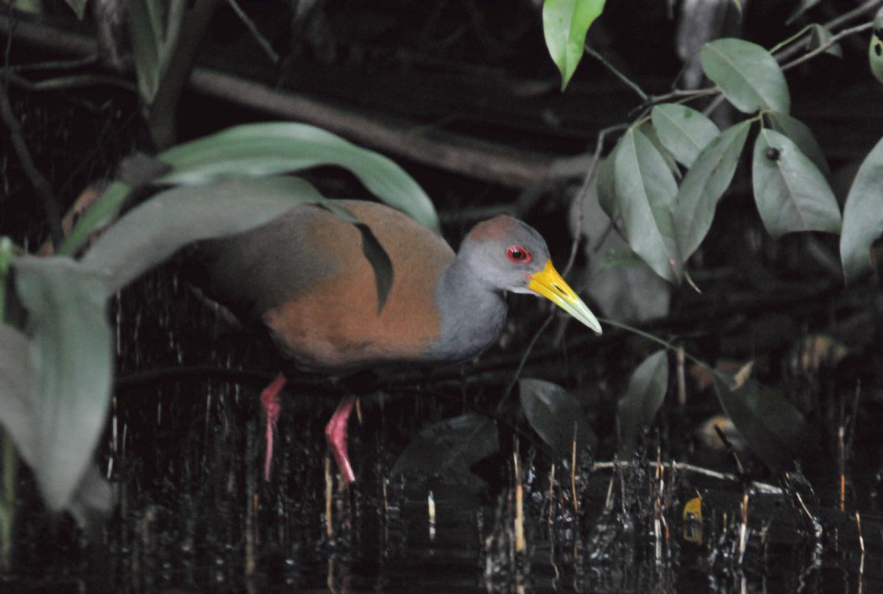 ./TortugueroBoatTourDawn20080909_03_1373TNT.jpg