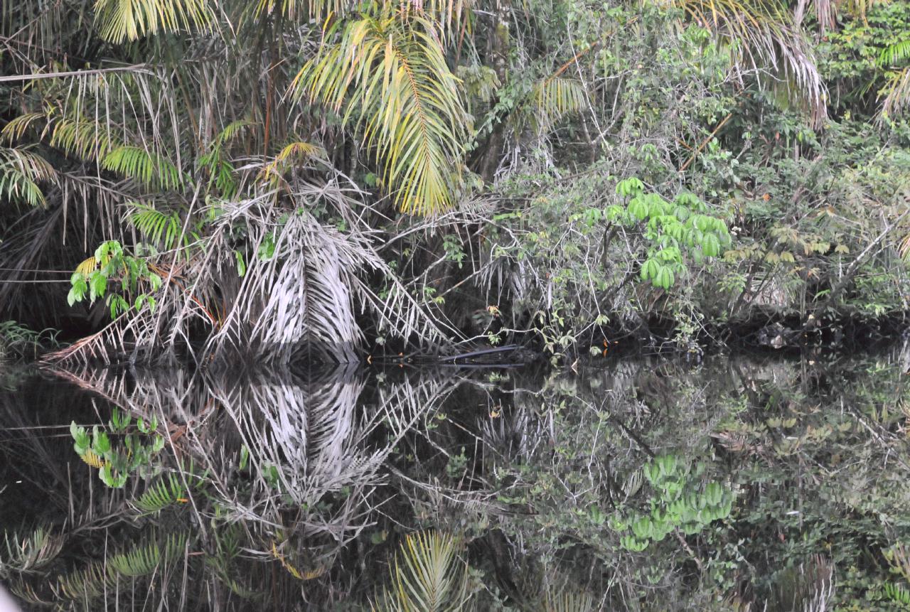 ./TortugueroBoatTourDawn20080909_05_3507BCX.jpg