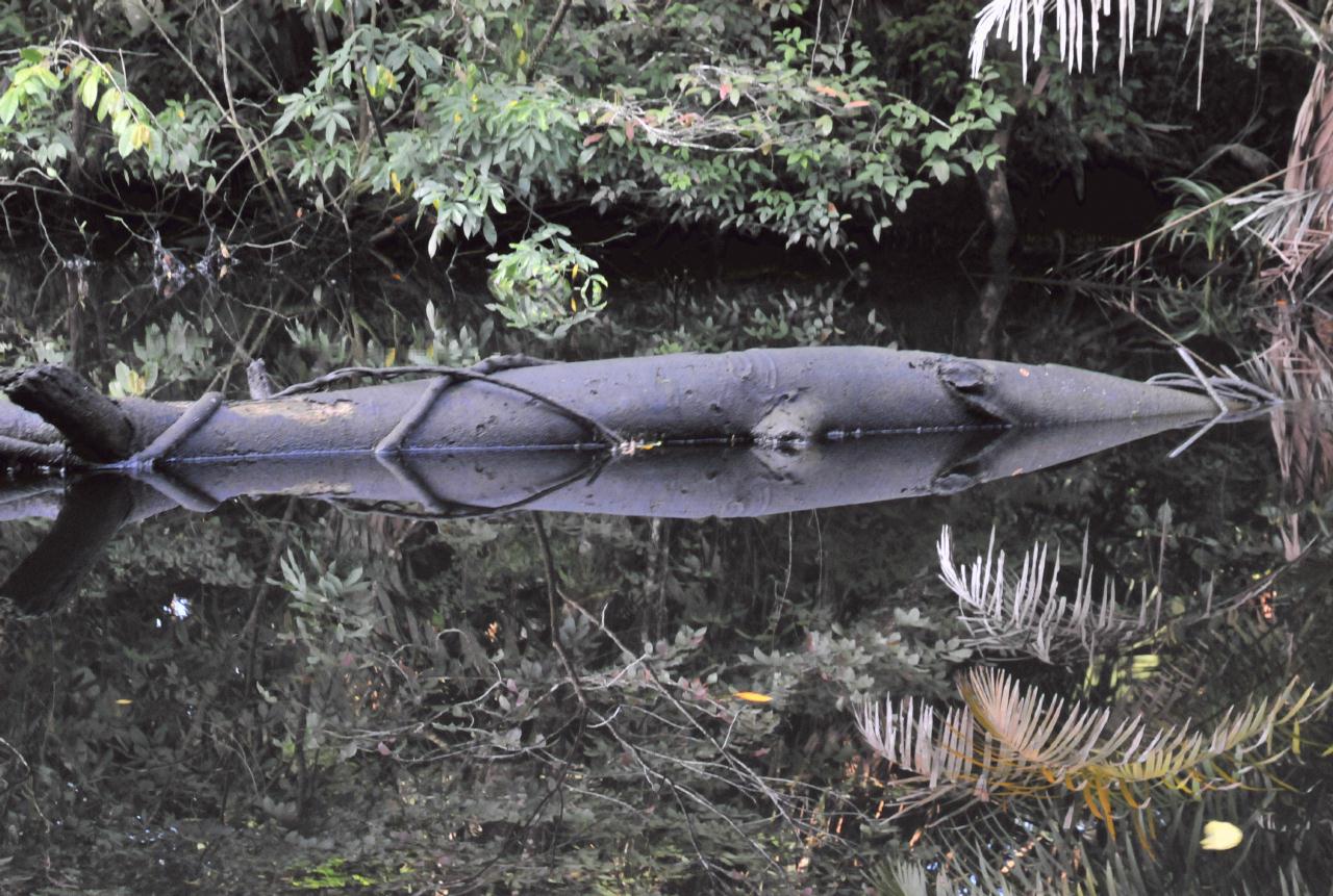 ./TortugueroBoatTourDawn20080909_08_3577BCX.jpg