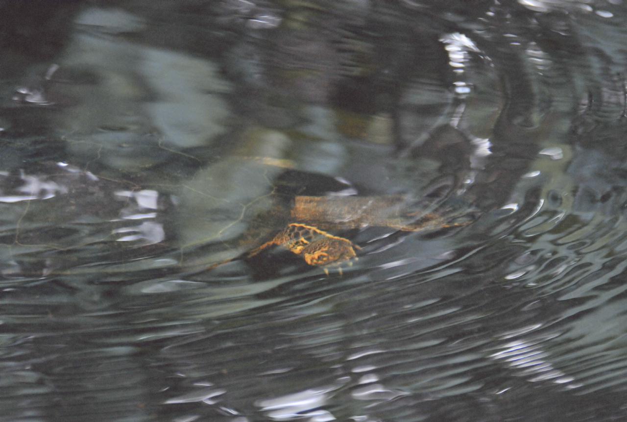 ./TortugueroBoatTourDawn20080909_09_1463TNT.jpg