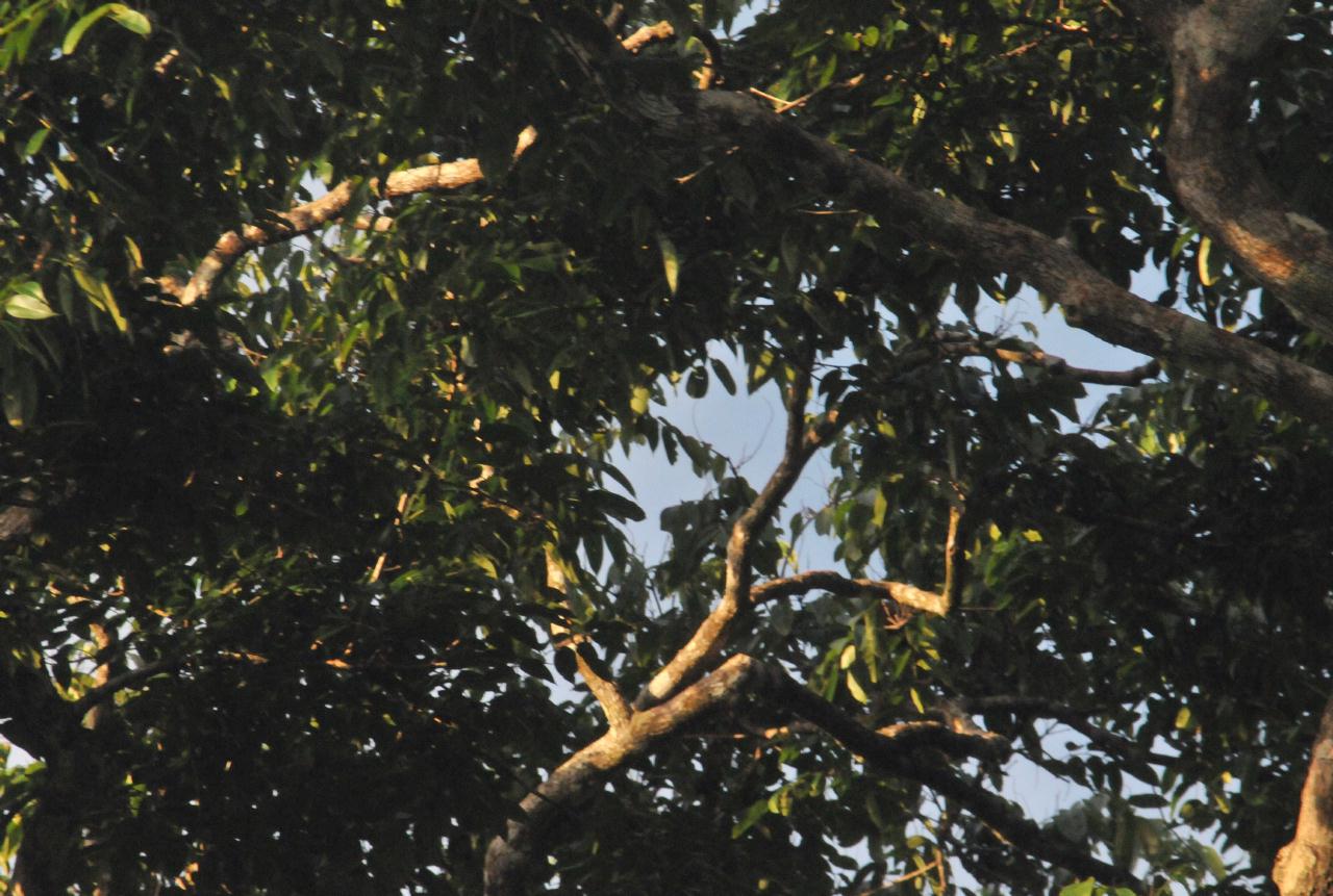 ./TortugueroBoatTourDawn20080909_12_1395TNT.jpg