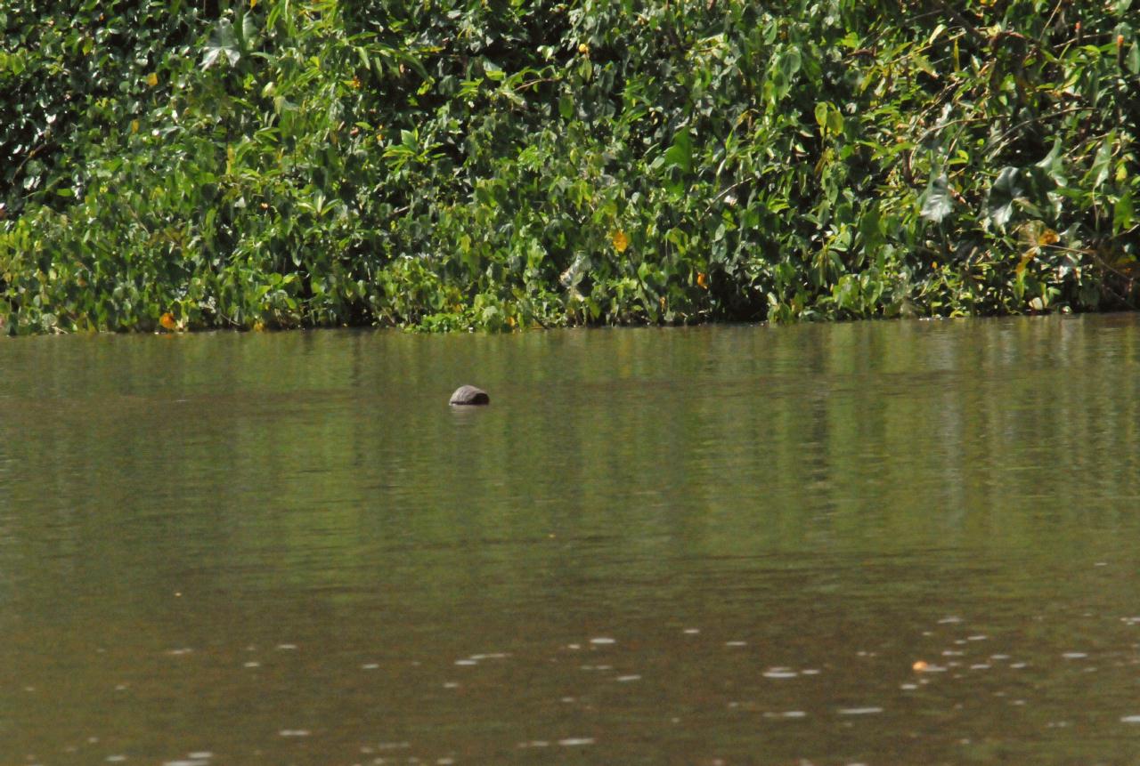 ./CanoeTripTurtleIslandLodgeCostaRica20080909_20_1616TNT.jpg