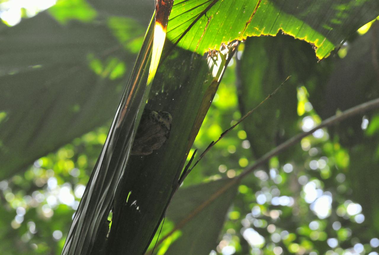 ./JungleWalkTurtleBeachLodgecostaRica20080909_12_3613BCX.jpg