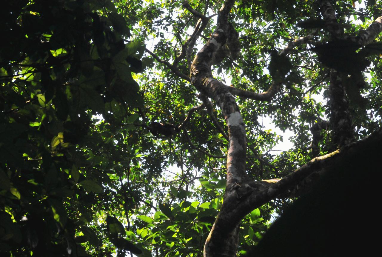 ./JungleWalkTurtleBeachLodgecostaRica20080909_15_3637BCX.jpg