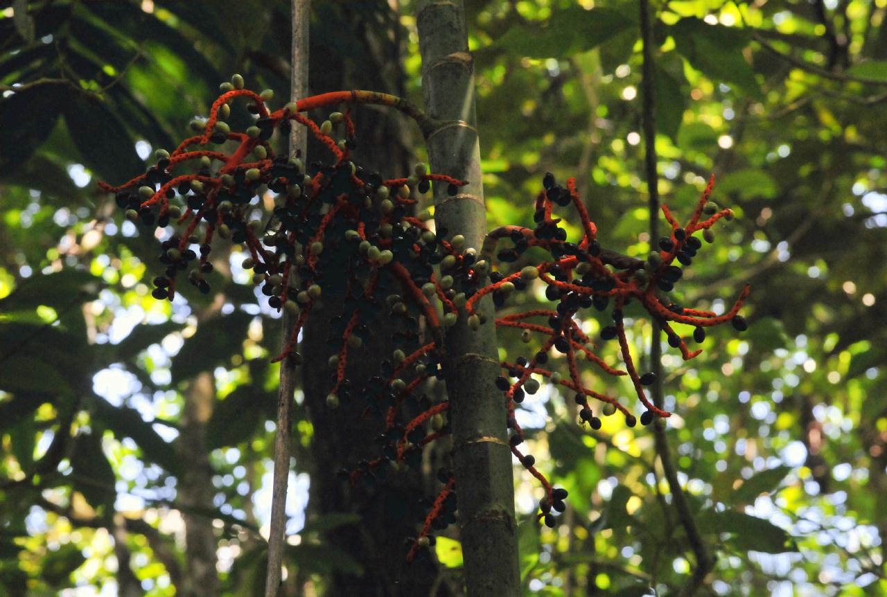 ./JungleWalkTurtleBeachLodgecostaRica20080909_16_3639BCX.jpg