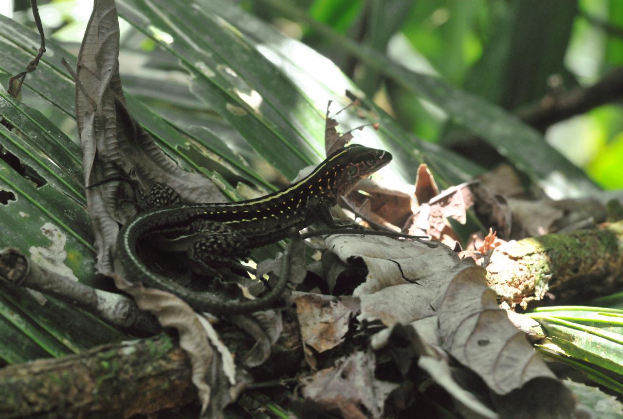 ./JungleWalkTurtleBeachLodgecostaRica20080909_18_3643BCX.jpg