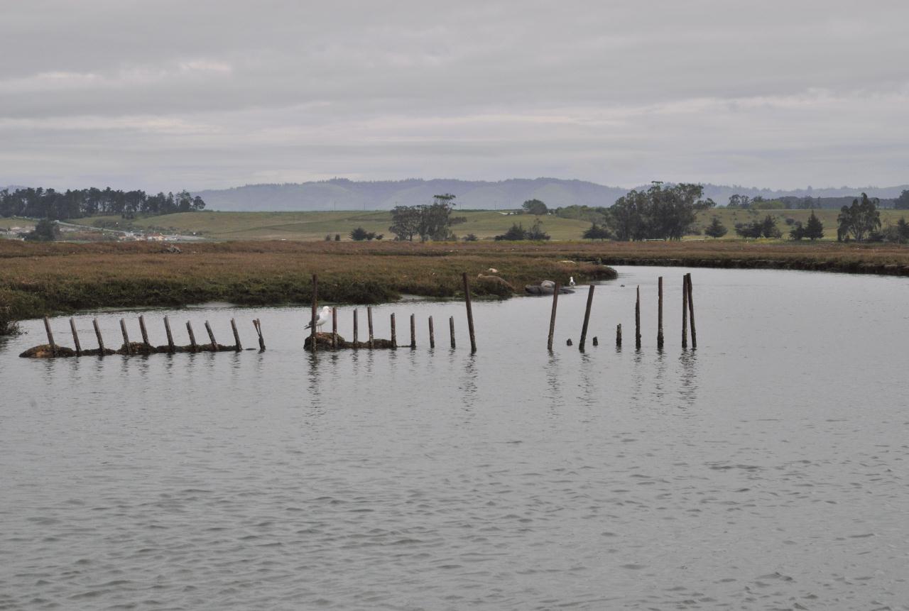 ./Elkhorn_Slough_Safari_20100312_101240_2831BCX.jpg