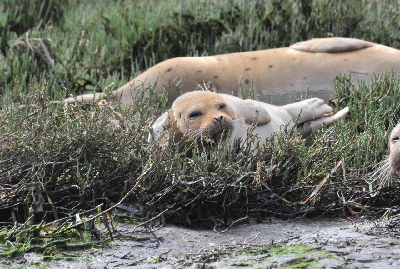 ./Elkhorn_Slough_Safari_20100312_101908_7654TNT.jpg