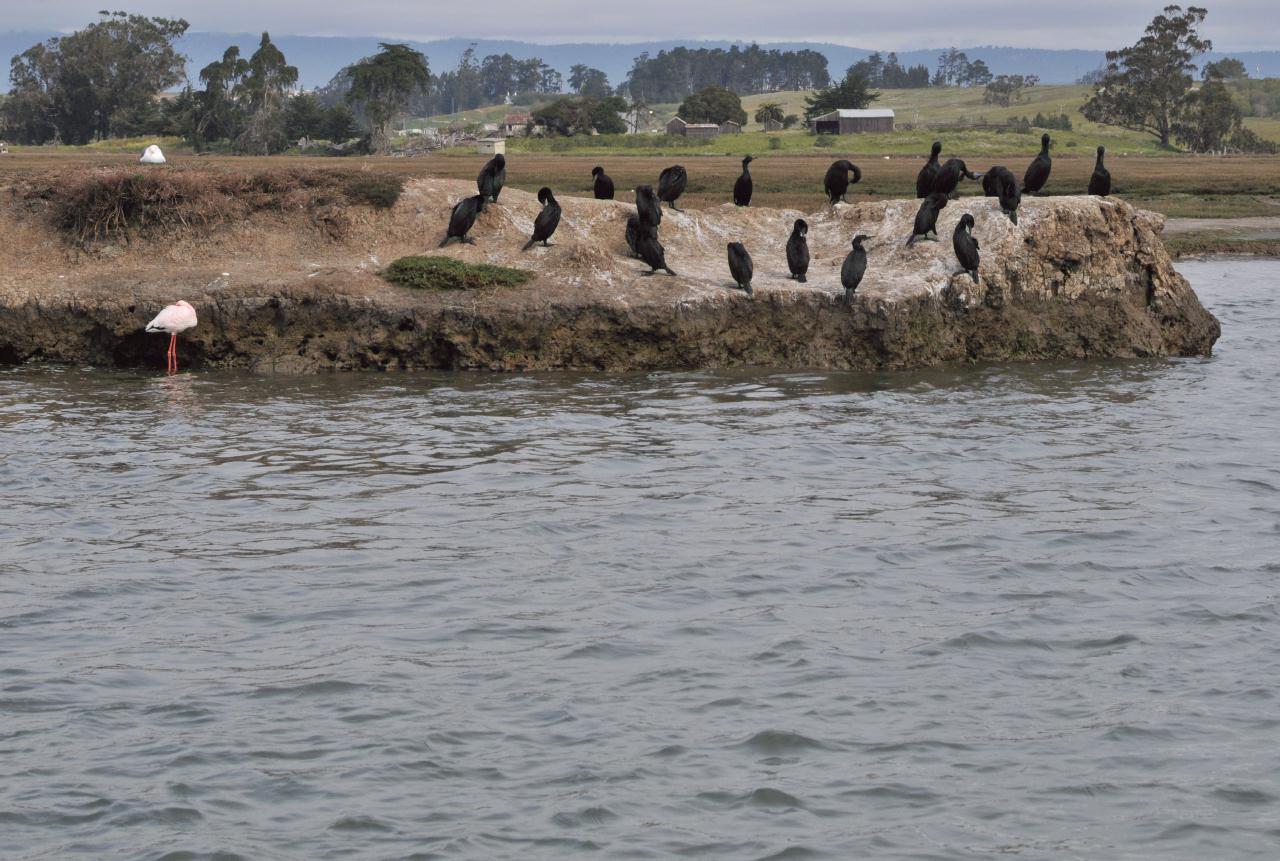 ./Elkhorn_Slough_Safari_20100312_102302_2854BCX.jpg