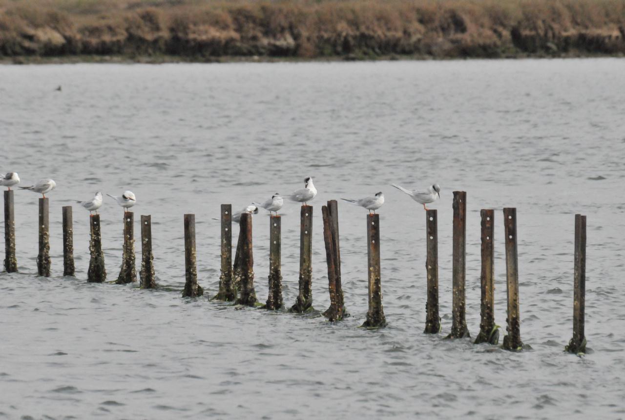 ./Elkhorn_Slough_Safari_20100312_102606_7689TNT.jpg