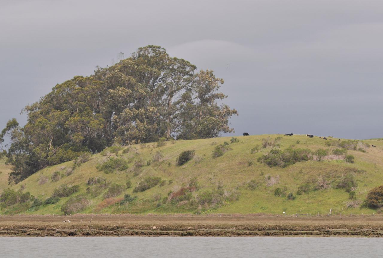 ./Elkhorn_Slough_Safari_20100312_104620_2870BCX.jpg