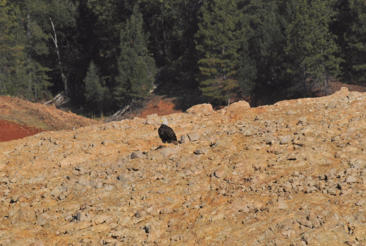 ./Shasta_Lake_20130917_092709_T13_0928.jpg