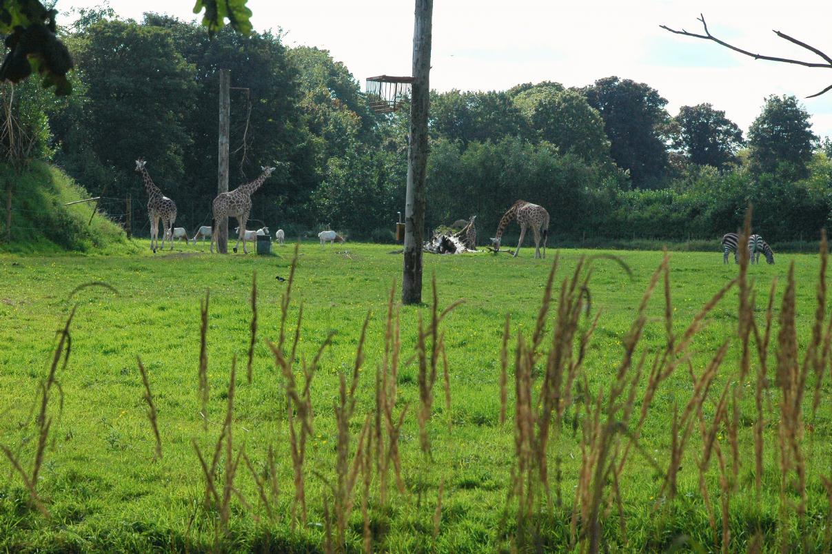 ./DublinZoo2007_15.jpg