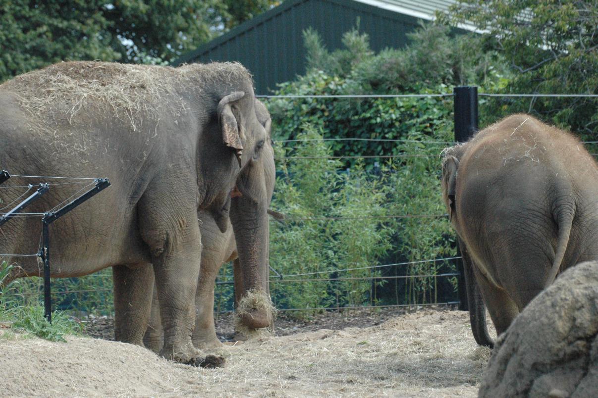 ./DublinZoo2007_16.jpg