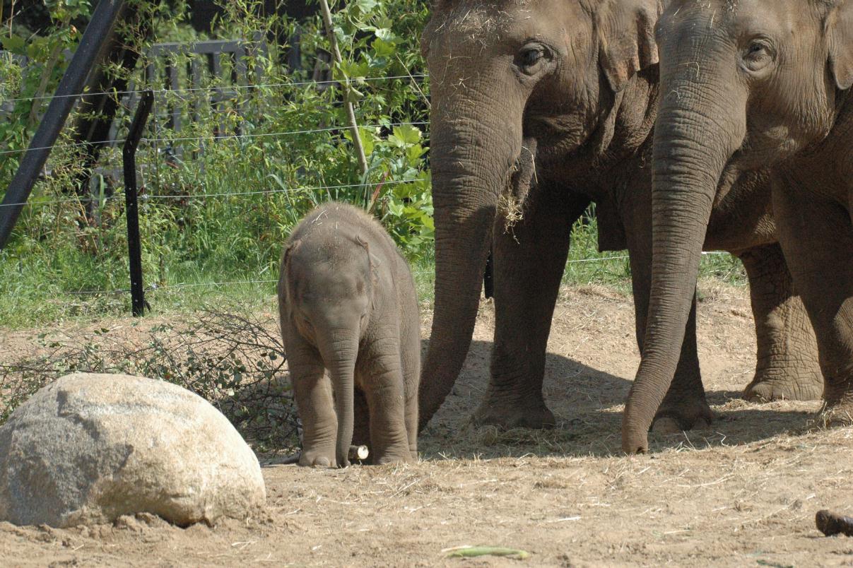 ./DublinZoo2007_25.jpg