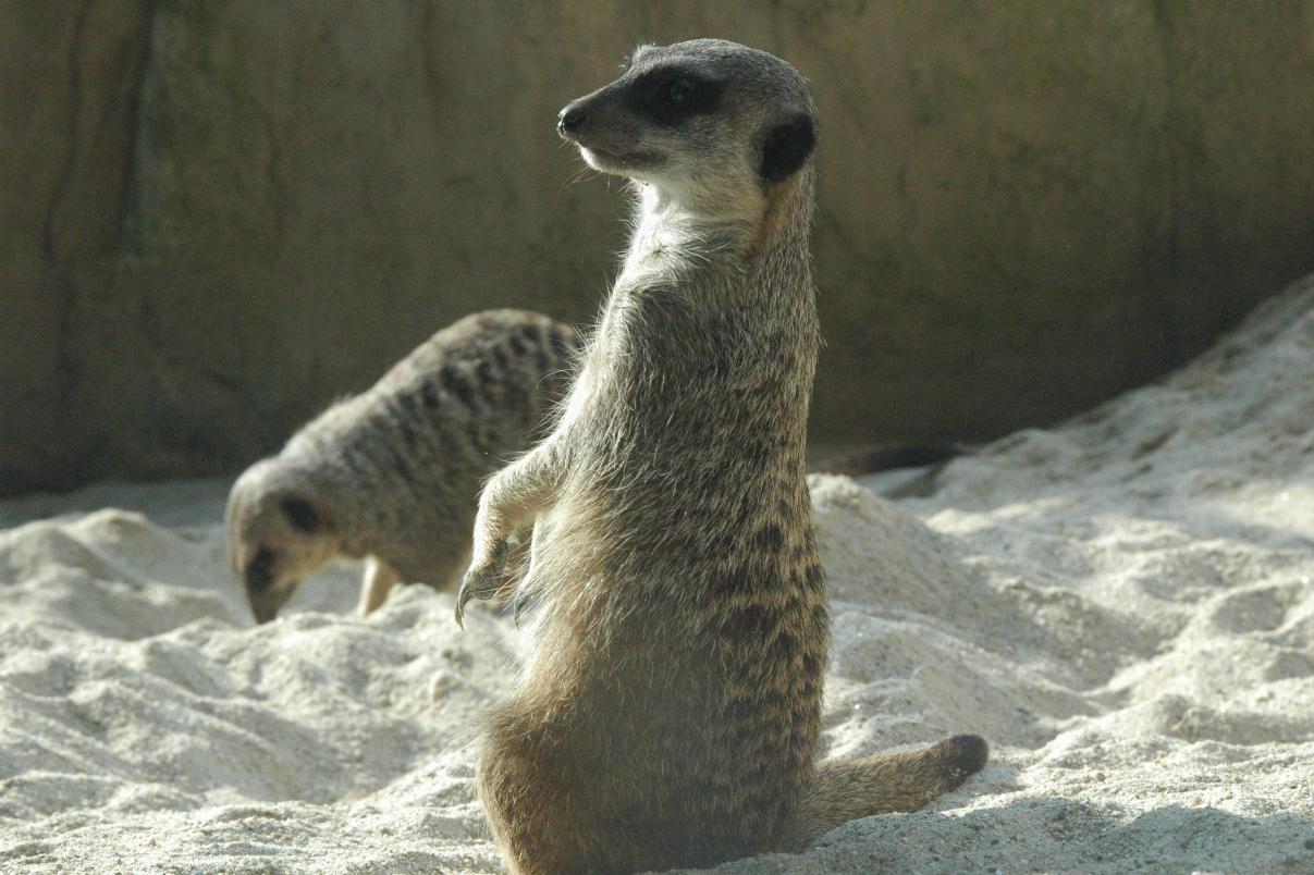 ./DublinZoo2007_29.jpg