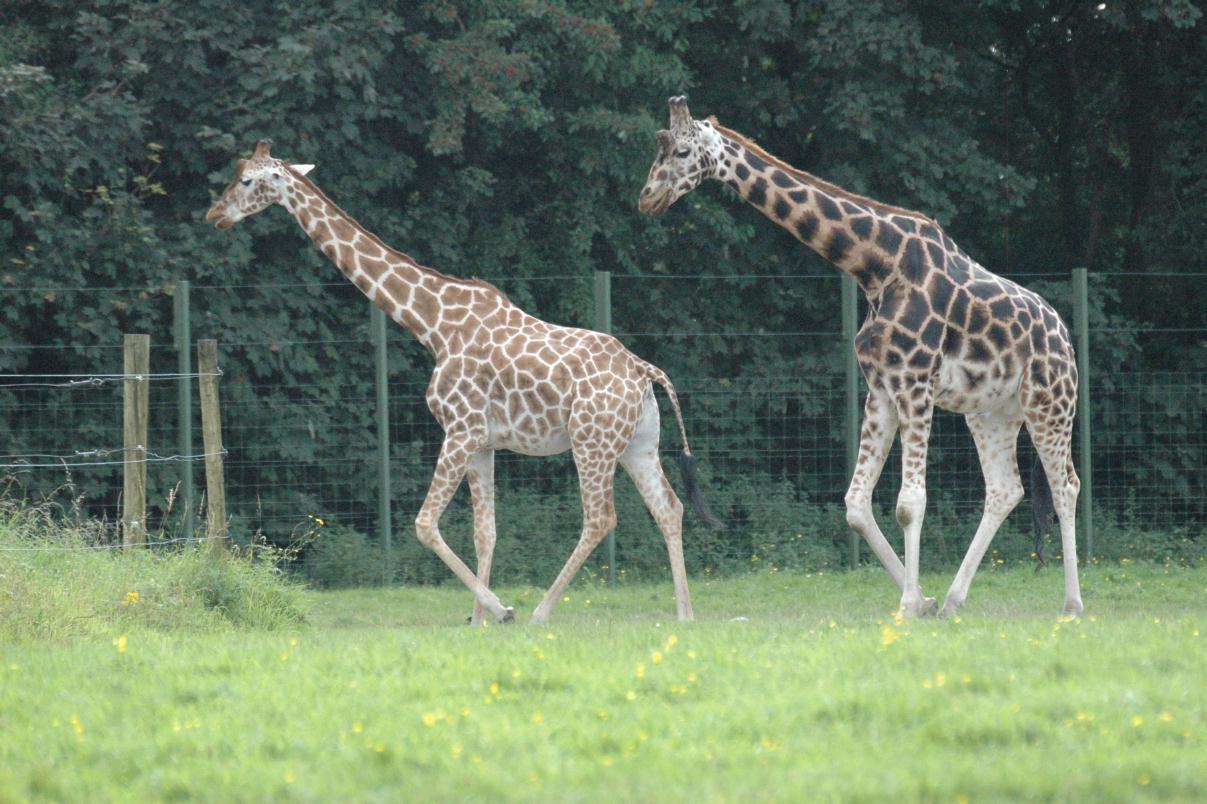 ./DublinZoo2007_31.jpg