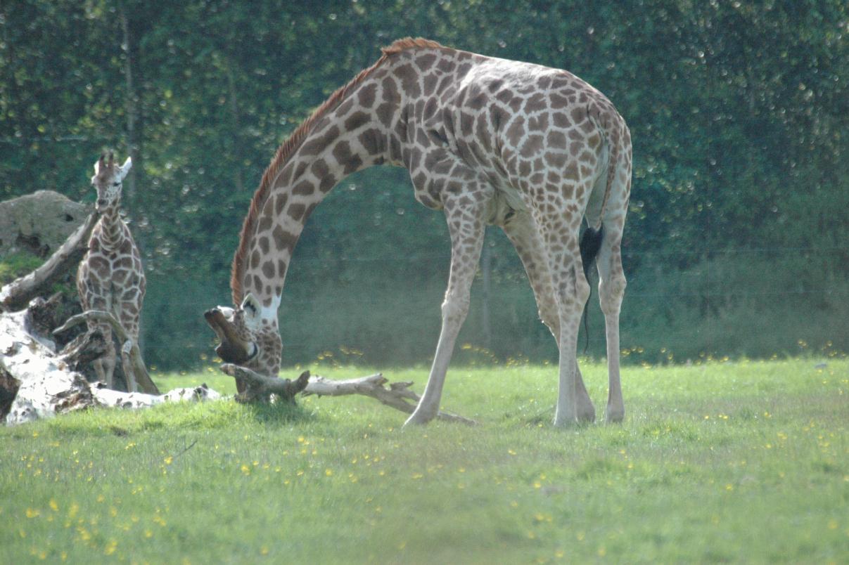 ./DublinZoo2007_33.jpg