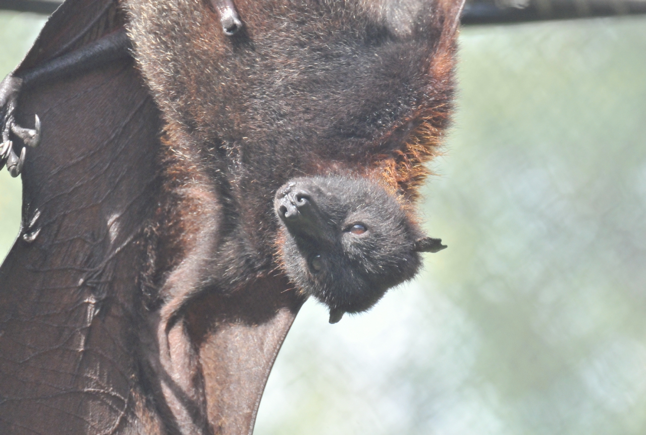 ./Oakland_Zoo_20131006_122224_T13_1306.jpg