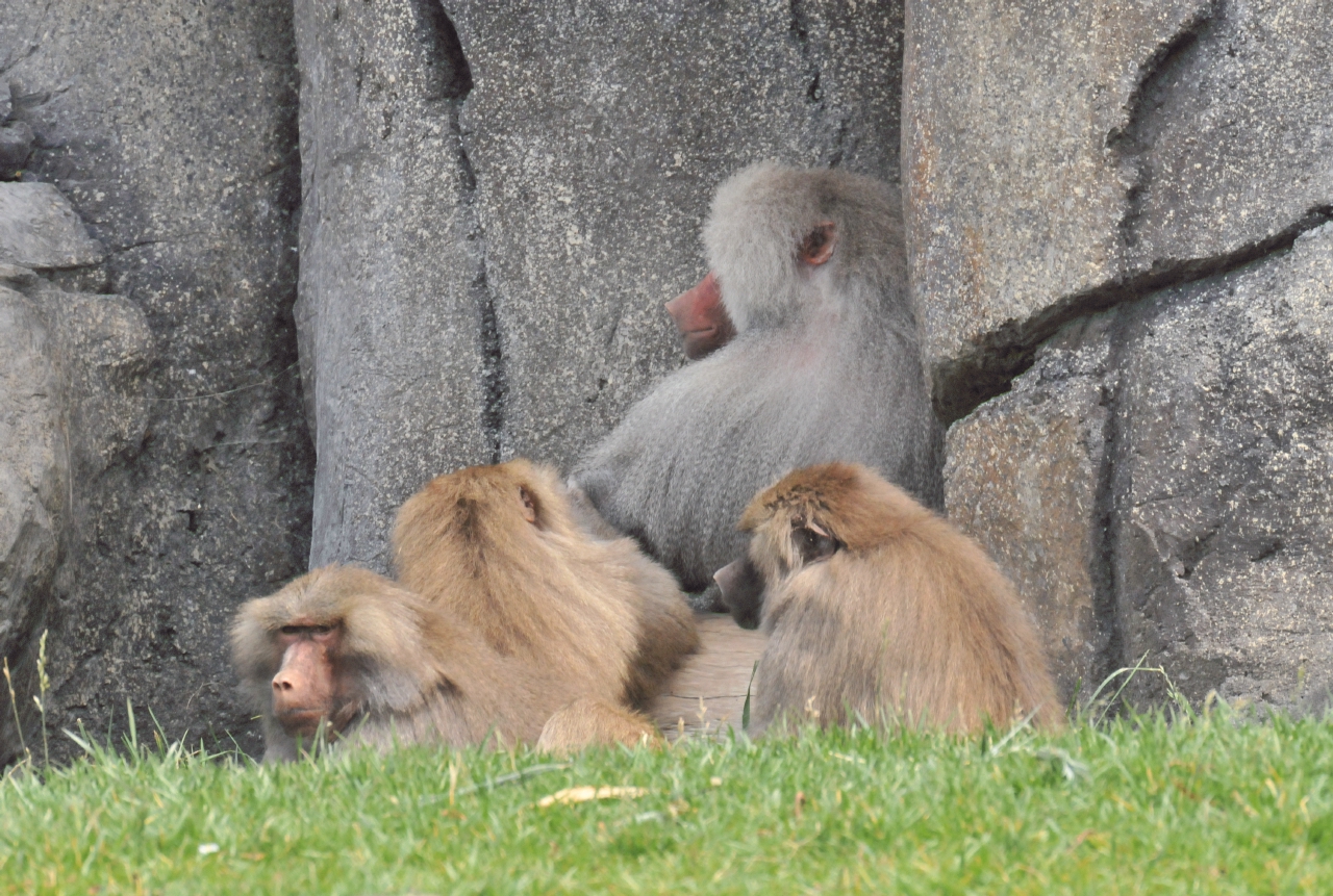 ./Oakland_Zoo_20131006_132416_T13_1344.jpg