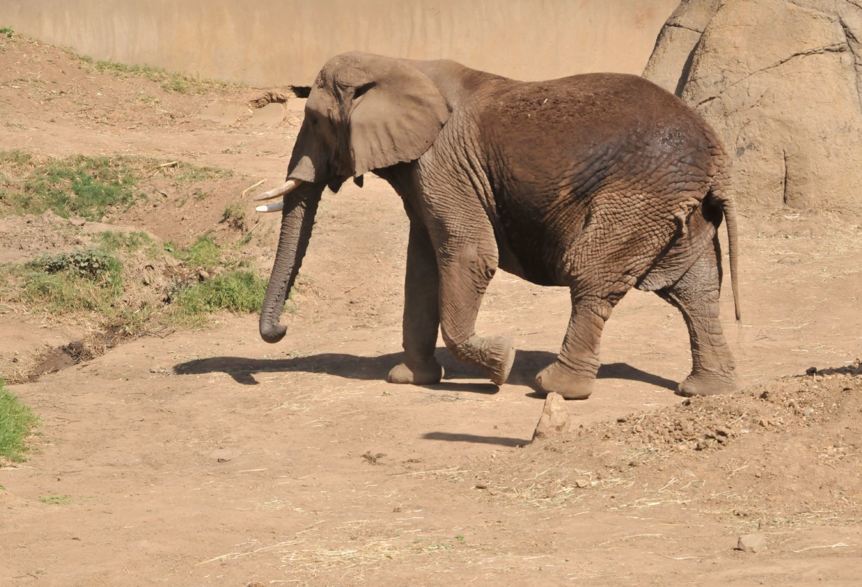 ./Oakland_Zoo_20131006_135318_B13_7775.jpg