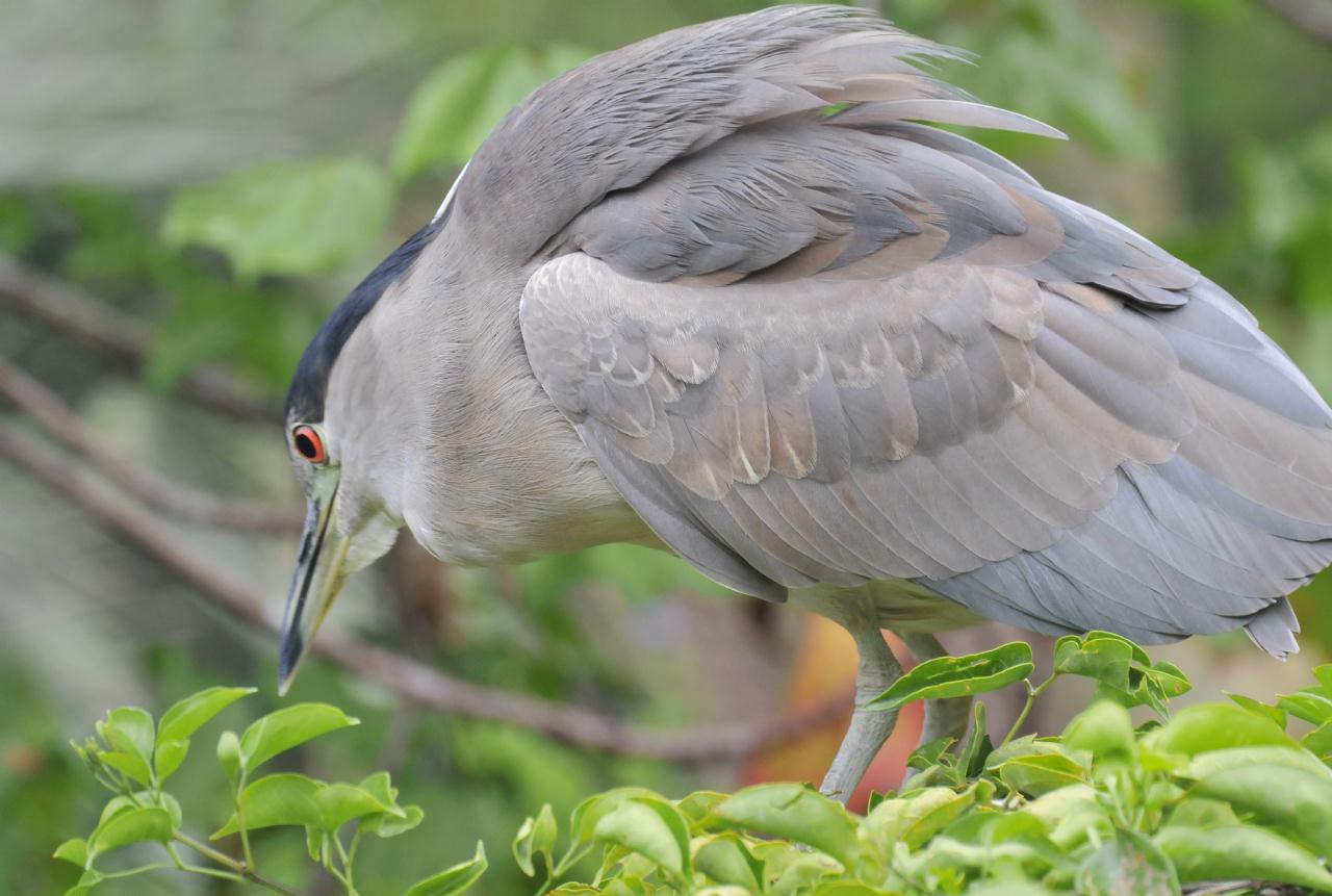 ./Wild_Animal_Park_San_Diego_20101015_132737_TNT_0136.jpg