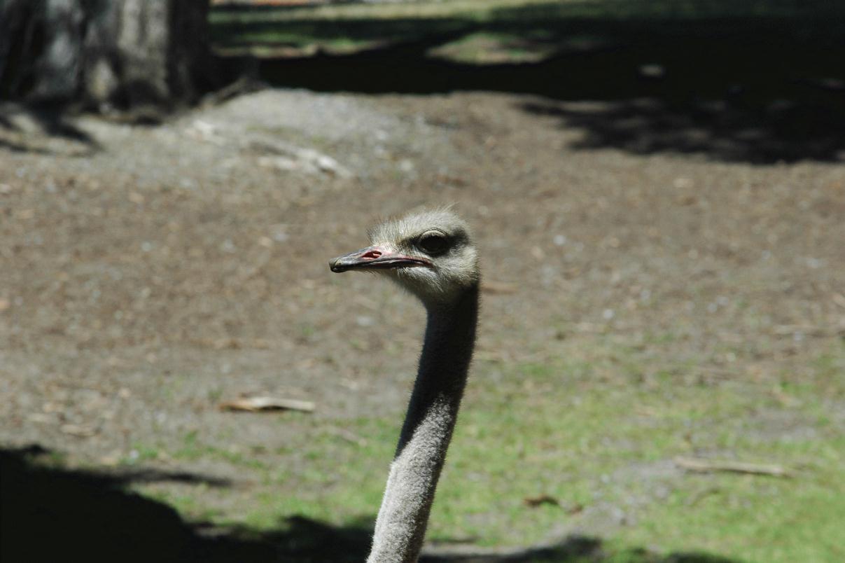 ./SFZoo2008_3712B.jpg