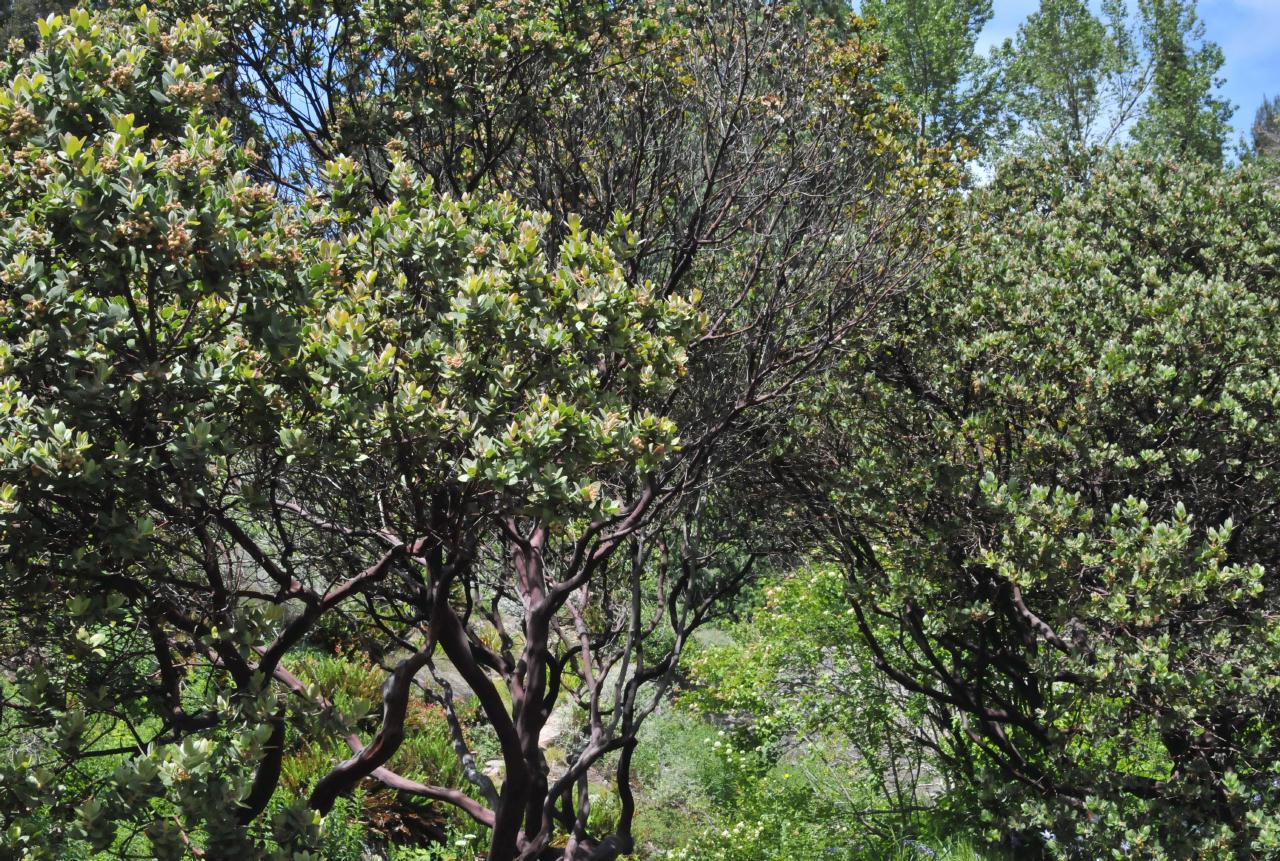 ./Arctostaphylos_Regismontana_Tilden_Botanical_Garden_20090518_133702_4927BCX.jpg