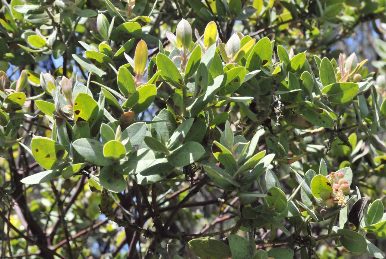 ./Arctostaphylos_Regismontana_Tilden_Botanical_Garden_20090518_133708_4928BCX.jpg