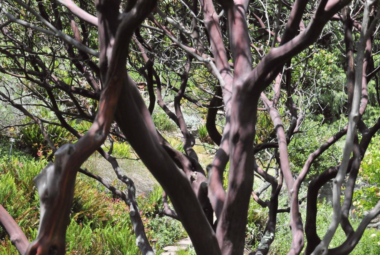 ./Arctostaphylos_Regismontana_Tilden_Botanical_Garden_20090518_133740_4933BCX.jpg