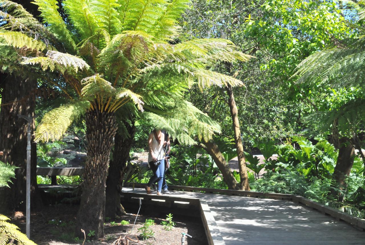 ./Dicksonia_Antarctica_Stybing_Arboretum_20100502_134530_4200BCX.jpg