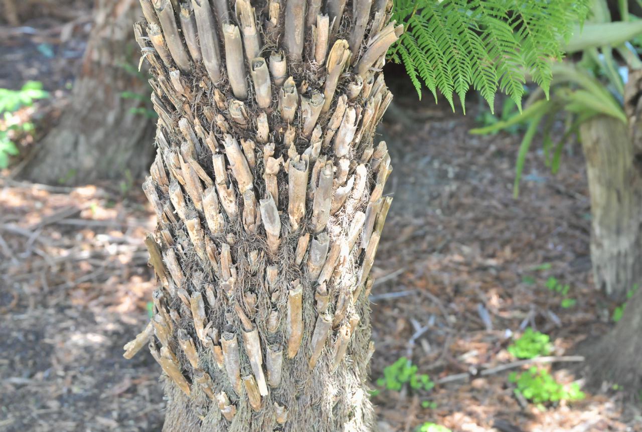 ./Dicksonia_Antarctica_Stybing_Arboretum_20100502_134602_4203BCX.jpg