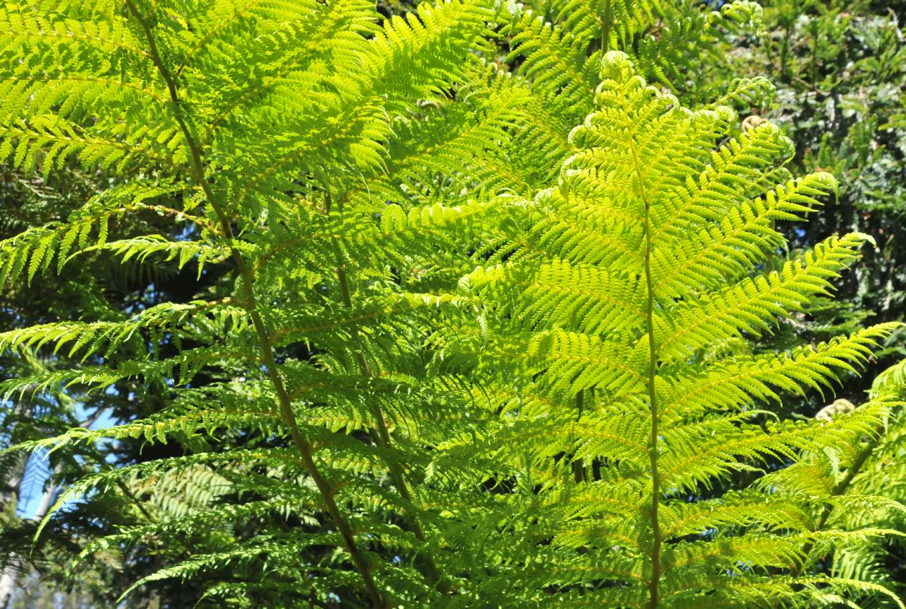 ./Dicksonia_Antarctica_Stybing_Arboretum_20100502_134642_4209BCX.jpg