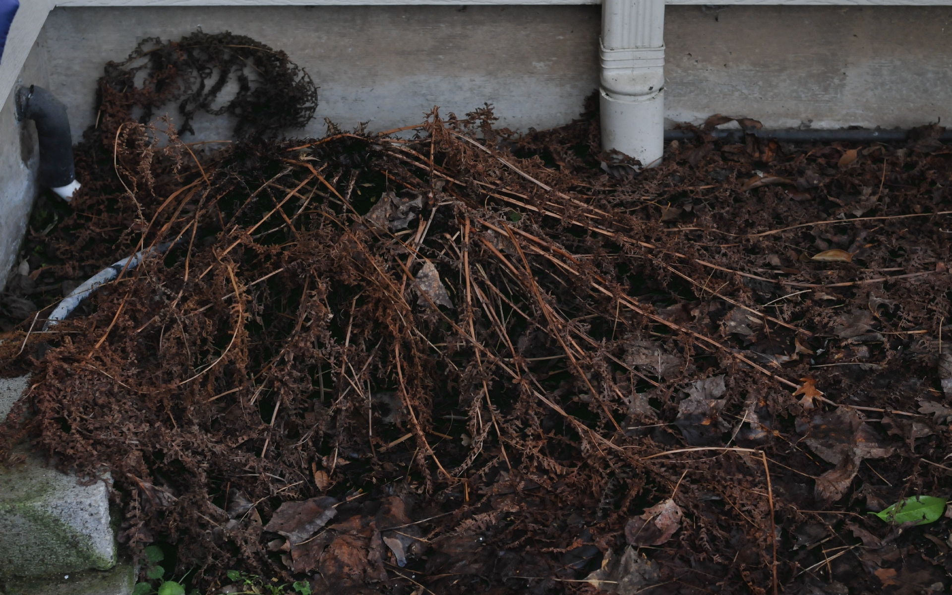 ./Winter_Fern_Front+Yard_20250123_154057_C24_1885.jpg