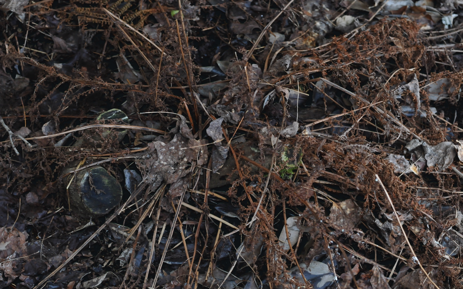 ./Winter_Fern_Front+Yard_20250123_154100_C24_1886.jpg