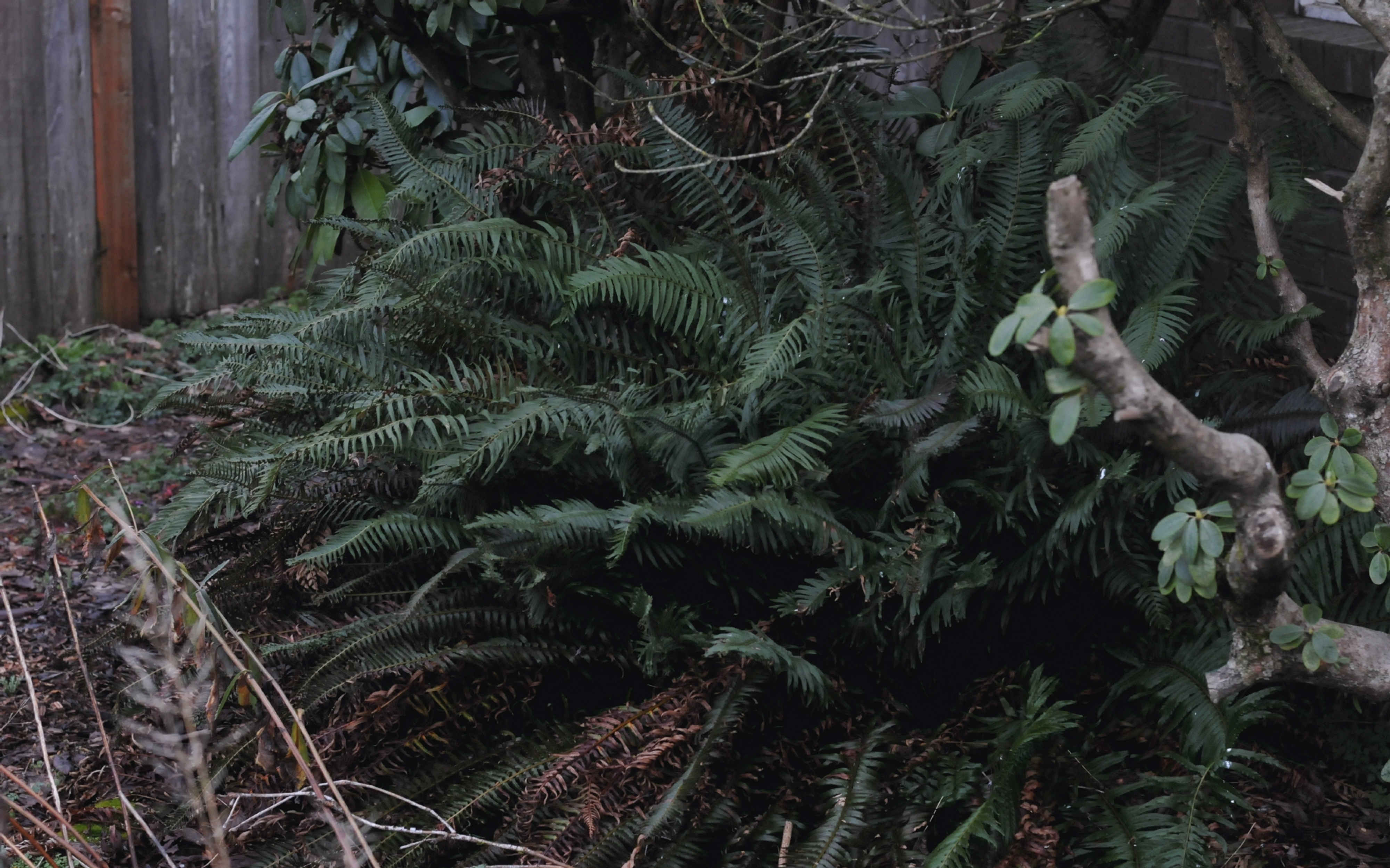 ./Winter_Fern_Front+Yard_20250123_154410_C24_1889.jpg