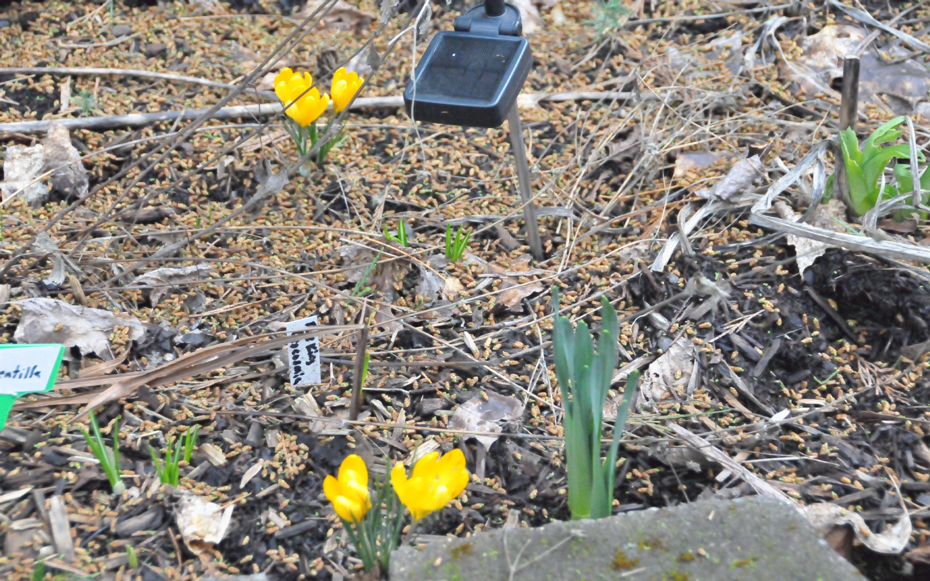 ./Crocus_Flowers_20240217_155754_C24_3188.jpg