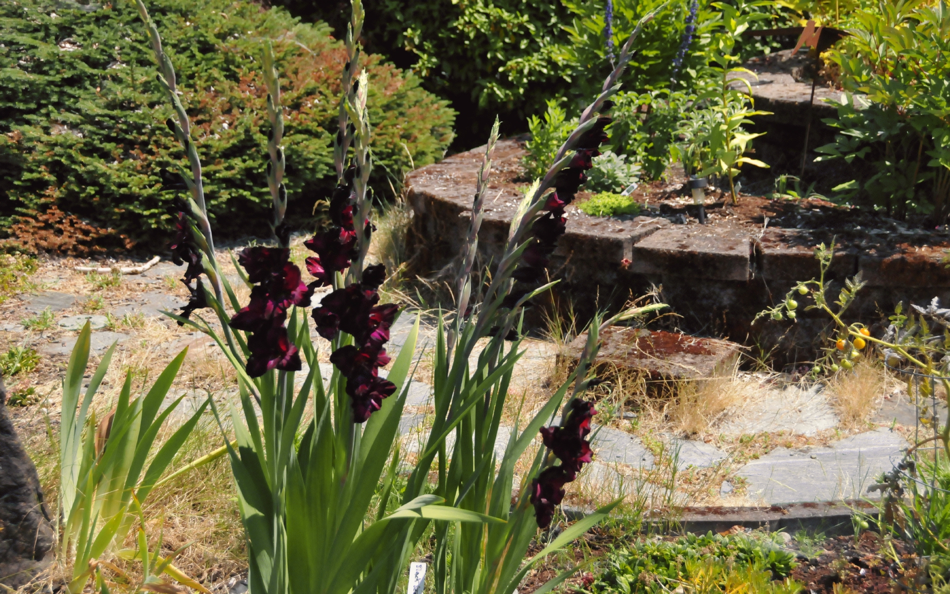 ./Black_Sea_Gladiolus_Front_Yard_20240709_131011_C23_0518.jpg