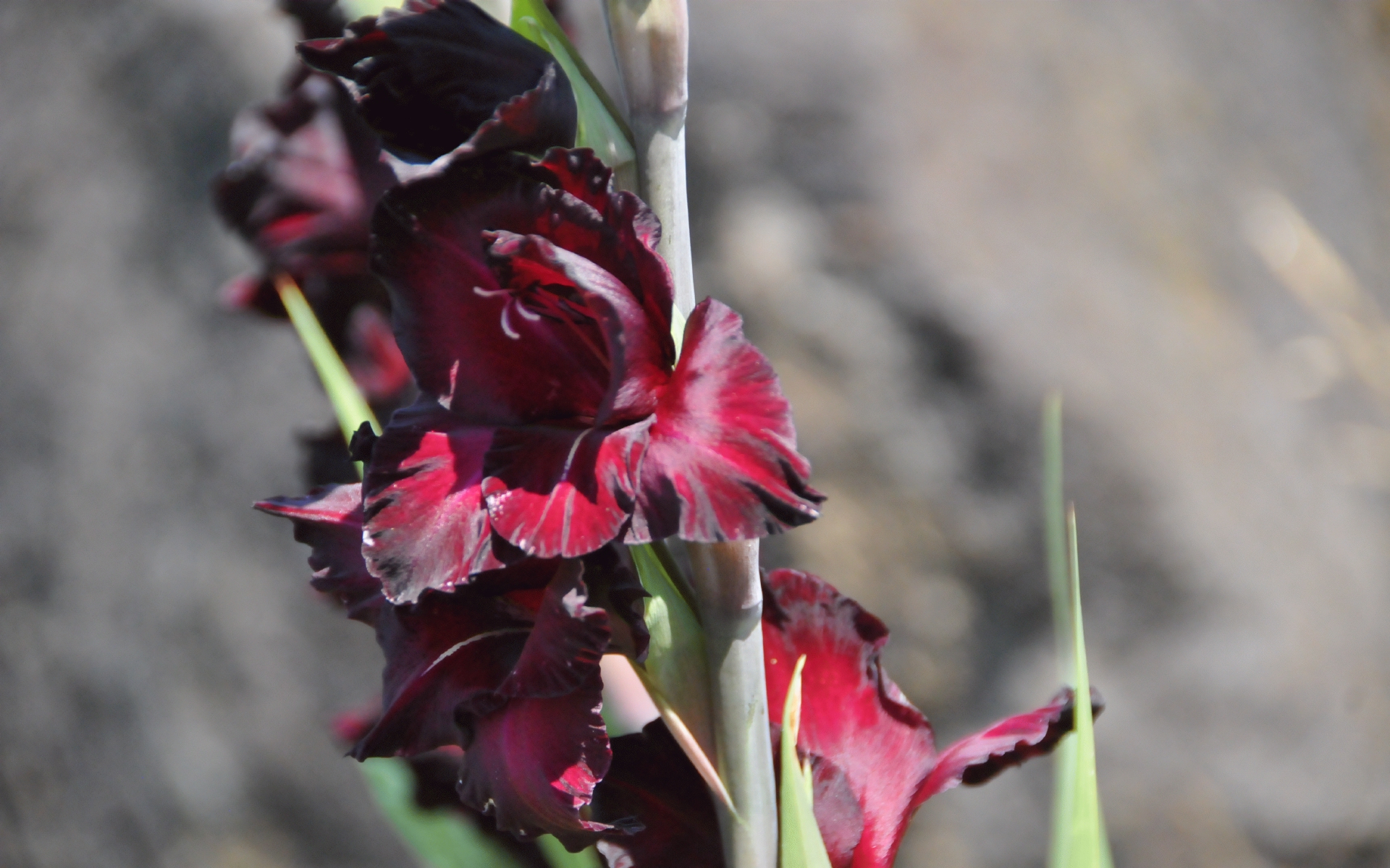 ./Black_Sea_Gladiolus_Front_Yard_20240709_131023_C24_0519.jpg